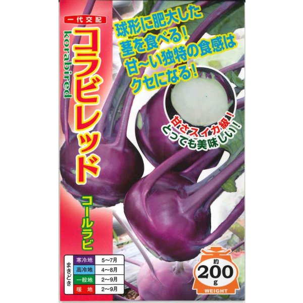 画像1: 送料無料　[キャベツ]　コールラビ　コラビレッド　60粒　ナント種苗(株) (1)