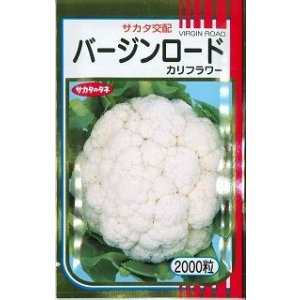画像: 送料無料 [カリフラワー] バージンロード 2000粒 (株)サカタのタネ