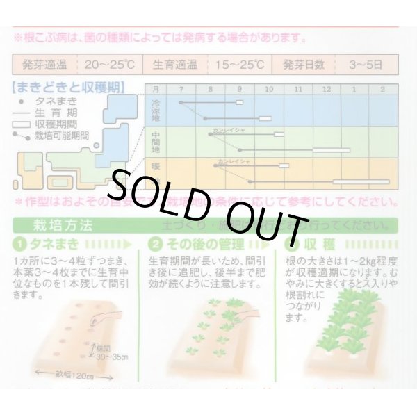 画像2: [かぶ]　京千舞　2.2ml　タキイ種苗（株）　RF　 (2)