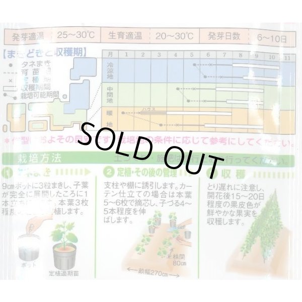 画像3: 送料無料　[ゴーヤ]　太れいし　12ml　タキイ種苗(株)　GF (3)