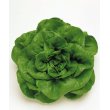 画像2: [葉物]　サラダナ　岡山サラダ菜　1.4ml　タキイ種苗（株）　GF　 (2)