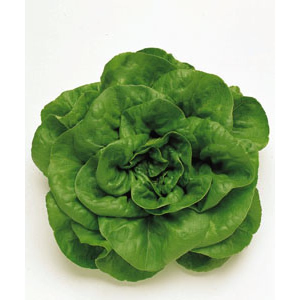 画像2: [葉物]　サラダナ　岡山サラダ菜　1.4ml　タキイ種苗（株）　GF　 (2)