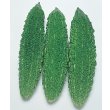 画像2: 送料無料　[ゴーヤ]　太れいし　12ml　タキイ種苗(株)　GF (2)