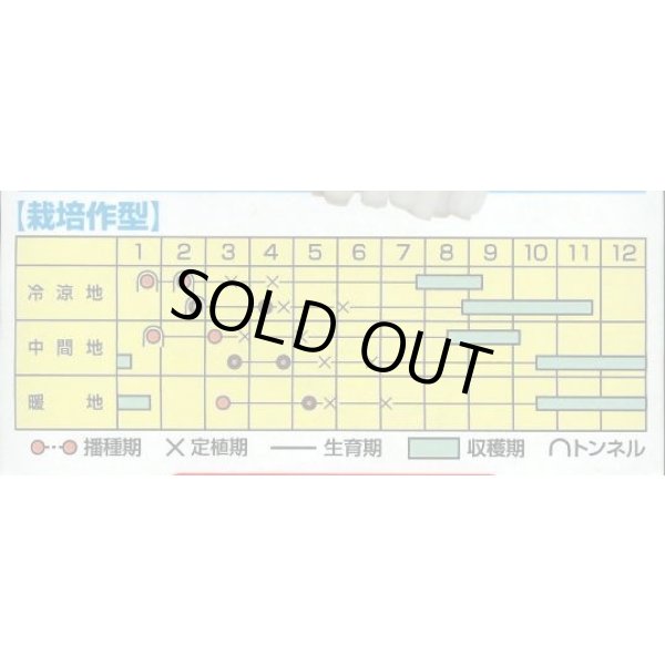 画像4: 送料無料　[ねぎ]　一翠太　20ml　カネコ種苗（株） (4)