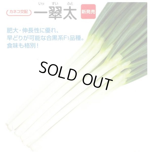 画像3: 送料無料　[ねぎ]　一翠太　20ml　カネコ種苗（株） (3)