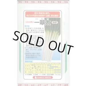 画像: 送料無料　[ねぎ]　一翠太　20ml　カネコ種苗（株）