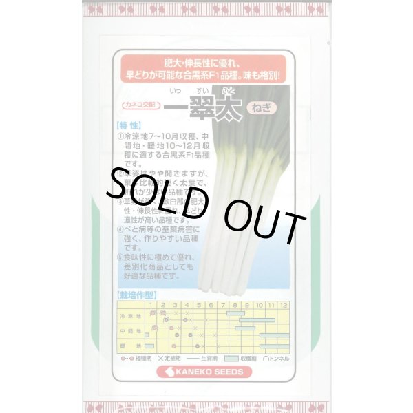 画像1: 送料無料　[ねぎ]　一翠太　20ml　カネコ種苗（株） (1)