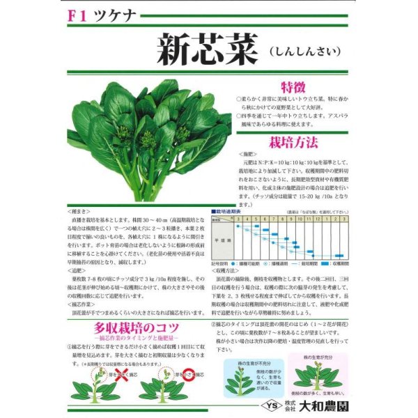 画像3: [葉物]　新芯菜　5ｍｌ（およそ900粒）　（株）大和農園 (3)