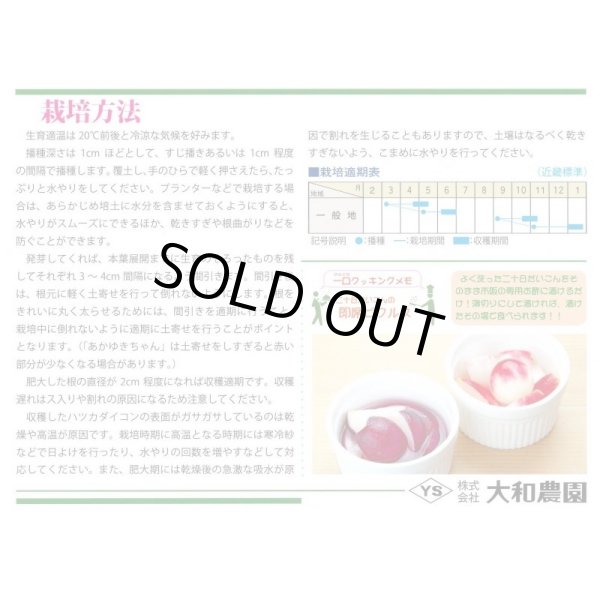 画像4: 送料無料　[大根]　二十日すみれちゃん　5ml (4)
