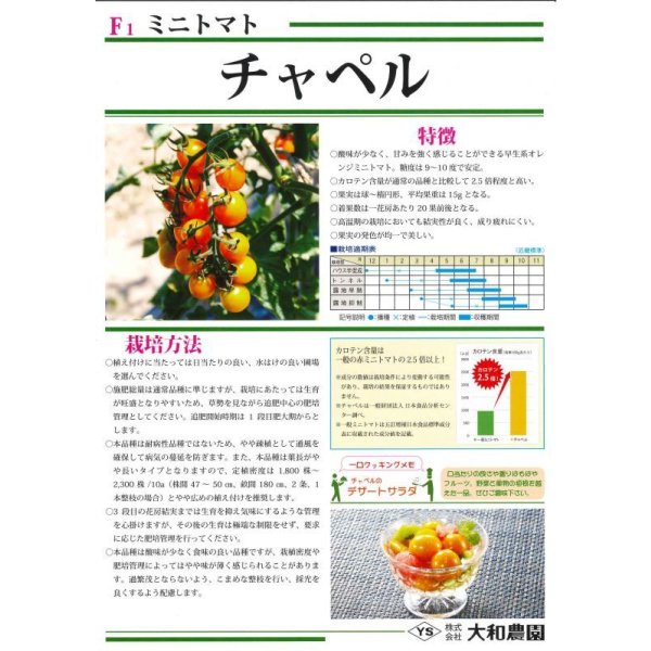 画像3: [トマト/ミニトマト]　チャペルトマト　25粒　大和農園 (3)