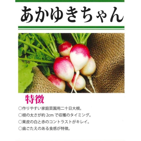 画像5: 送料無料　[大根]　はつかだいこん　あかゆきちゃん　5ml　（株）大和農園 (5)