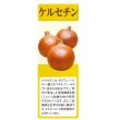 画像7: [たまねぎ]　ケルたま　20ｍｌ　タキイ種苗（株） (7)