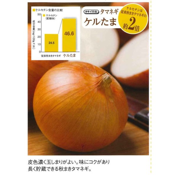 画像6: 送料無料　[たまねぎ]ケルたま2dl（ およそ27,800粒）タキイ種苗(株) (6)