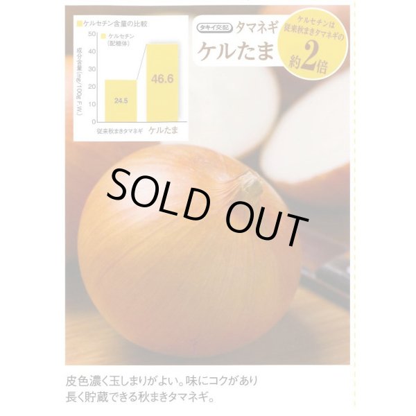 画像6: 送料無料　[たまねぎ]　ケルたま　4.5ml　(約390粒)タキイ種苗(株)　DF (6)