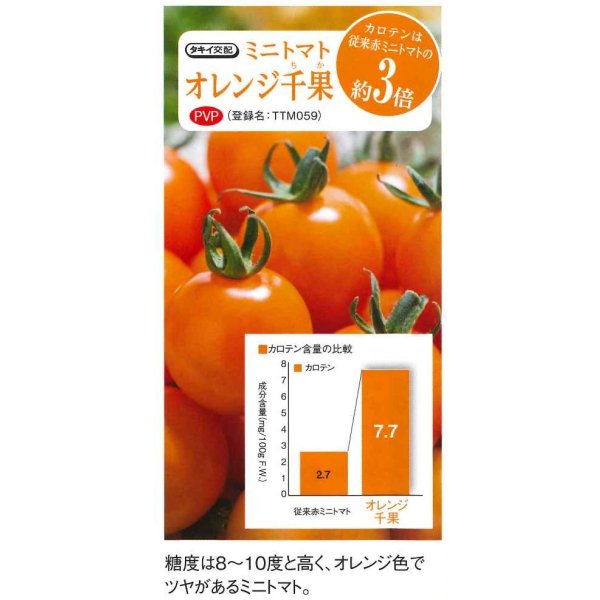 画像3: 送料無料　[トマト/ミニトマト]　オレンジ千果　小袋(16粒)　タキイ種苗(株)　DF (3)