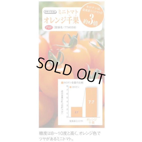画像3: 送料無料　[トマト/ミニトマト]　オレンジ千果 　1000粒　タキイ種苗(株) (3)