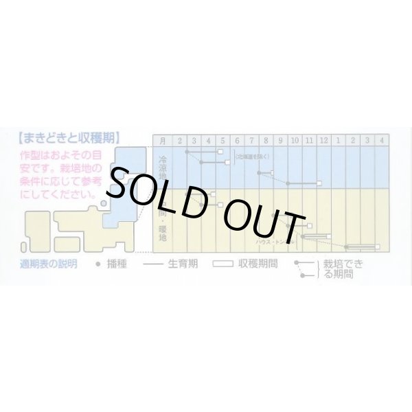 画像3: 送料無料　からしな　コーラルリーフフェザー　6ml　タキイ種苗(株)GF (3)