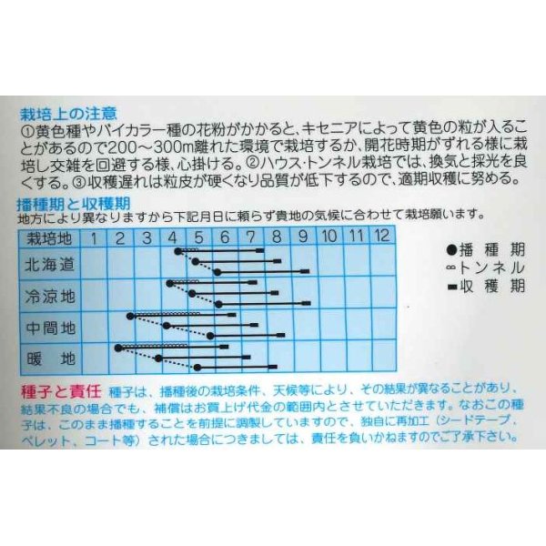 画像2: [とうもろこし]　シルバースノー　15ml　（株）タカヤマシード (2)