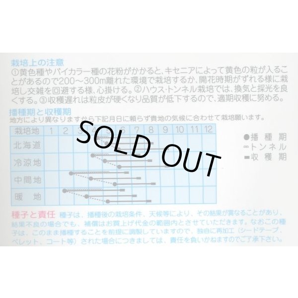 画像2: 送料無料　[とうもろこし]　シルバースノー　15ml　(株)タカヤマシード (2)