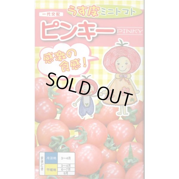 画像1: 送料無料　[トマト/ミニトマト]　ピンキー　500粒　ナント種苗(株) (1)