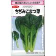 画像1: [小松菜]　ちぢみこまつ菜　 20ml（およそ4900粒）　 （株）渡辺採種場 (1)