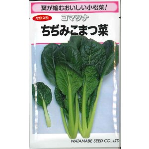 画像: 送料無料　[小松菜]　ちぢみこまつ菜　20ml(およそ4900粒)　(株)渡辺採種場