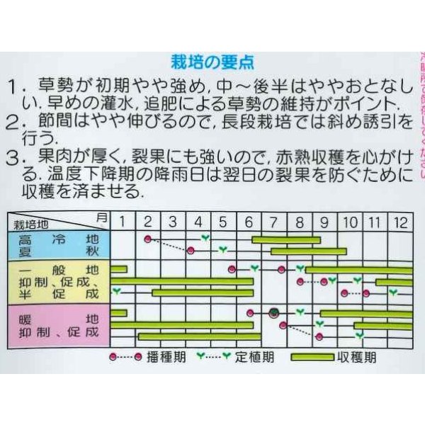 画像2: 送料無料　[トマト/ミニトマト]　キャロルパッション　1000粒　(株)サカタのタネ (2)