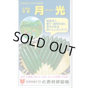 画像: 送料無料　[キュウリ]　月光　20粒　(株)ときわ研究場