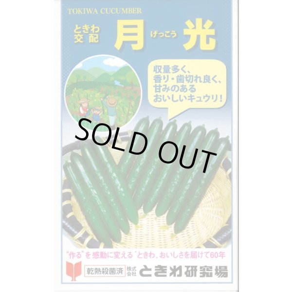 画像1: 送料無料　[キュウリ]　月光　20粒　(株)ときわ研究場 (1)