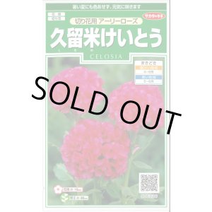 画像: 送料無料　花の種　久留米けいとう　切り花用アーリーローズ　約143粒　(株)サカタのタネ　実咲250（026236）