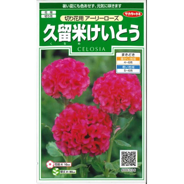 画像1: 花の種　久留米けいとう　切り花用アーリーローズ　約143粒　サカタのタネ（株）実咲250 (1)