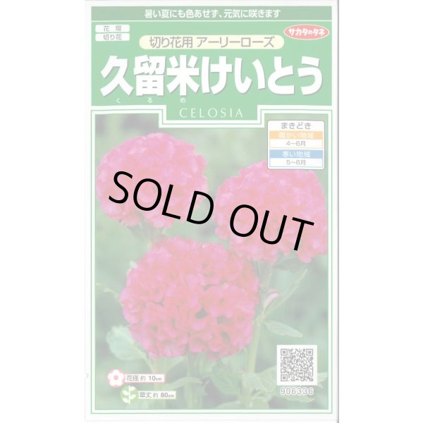 画像1: 花の種 久留米けいとう 切り花用アーリーローズ 約143粒 (株)サカタのタネ 実咲250(026236) (1)