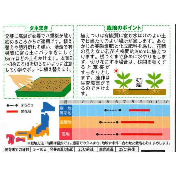 画像2: 花の種　久留米けいとう　切り花用アーリーローズ　約143粒　サカタのタネ（株）実咲250 (2)