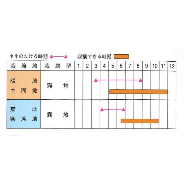 画像2: [キュウリ]　月光　20粒　（株）（株）ときわ研究場 (2)