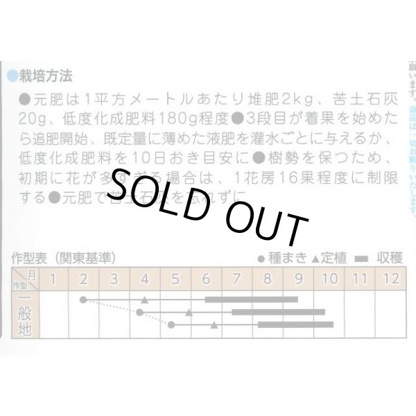 画像2: 送料無料　トマト種　フラガール　オランジェ　100粒 (2)