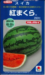 画像: 送料無料 [スイカ] 大玉スイカ 紅まくら 200粒 タキイ種苗(株)