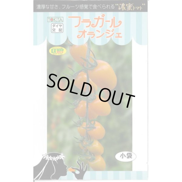 画像1: 送料無料　トマト種　フラガール　オランジェ　8粒 (1)