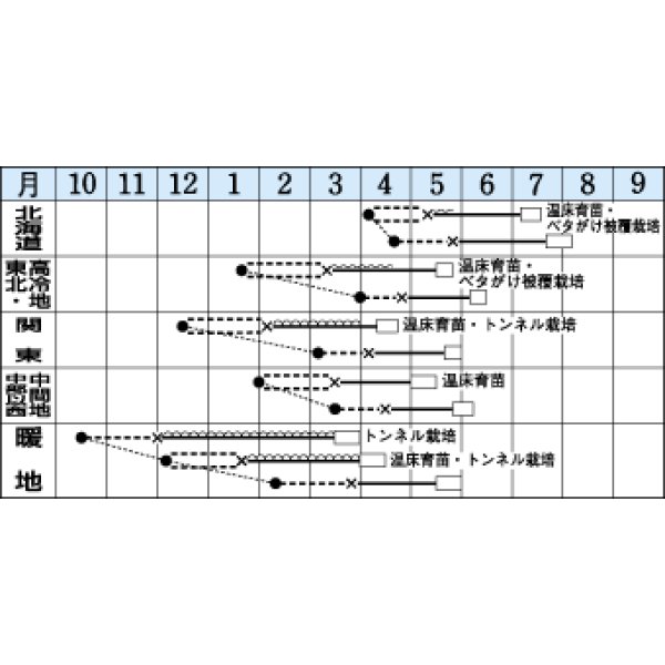 画像2: [レタス]　バークレー　コート5千粒　タキイ種苗（株）　 (2)