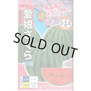 画像: 送料無料　[スイカ]　小玉スイカ　愛娘さくら　200粒　ナント種苗(株)