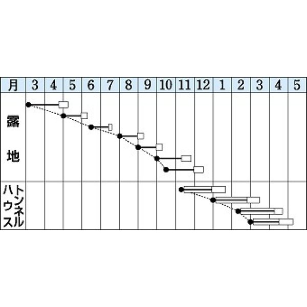 画像2: [シーダー種子]　小松菜　楽天　1粒×5cm間隔 (2)