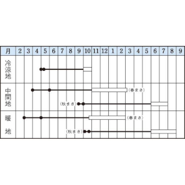 画像2: [シーダー種子]　ごぼう　柳川理想牛蒡　　1粒×6ｃｍ間隔 (2)