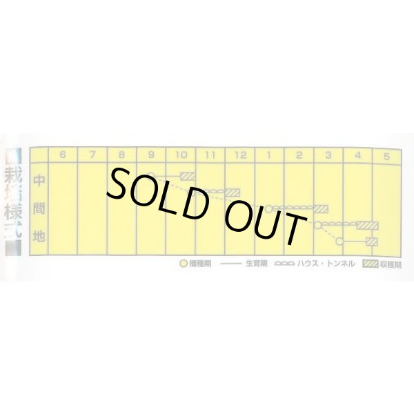 画像2: 送料無料　[小松菜]　いなせ菜　20ml　カネコ種苗（株） (2)