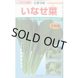 画像: 送料無料　[小松菜]　いなせ菜　20ml　カネコ種苗（株）