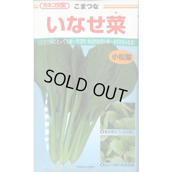 画像1: 送料無料　[小松菜]　いなせ菜　20ml　カネコ種苗（株） (1)