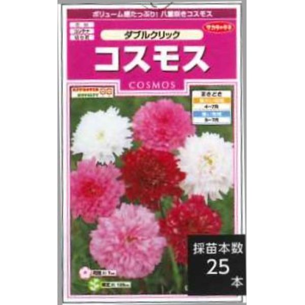 画像1: 花の種　コスモス　ダブルクリック　約36粒　サカタのタネ（株）実咲350 (1)