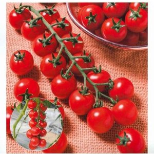 画像: 送料無料　トマト　TY千果　コート　2L　1000粒　タキイ種苗(株)