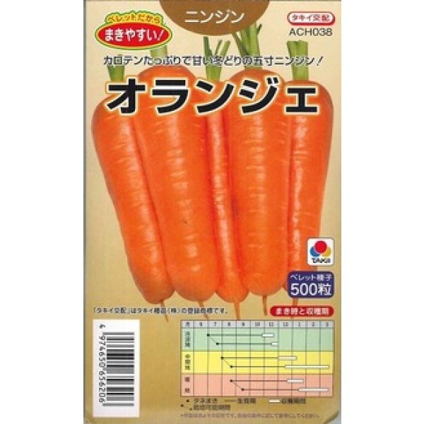 画像2: シーダー種子　人参　オランジェ　1粒×6cm間隔 (2)