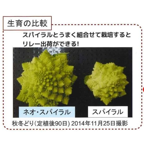 画像3: [カリフラワー]　ネオ・スパイラル　1000粒　渡辺農事 (3)