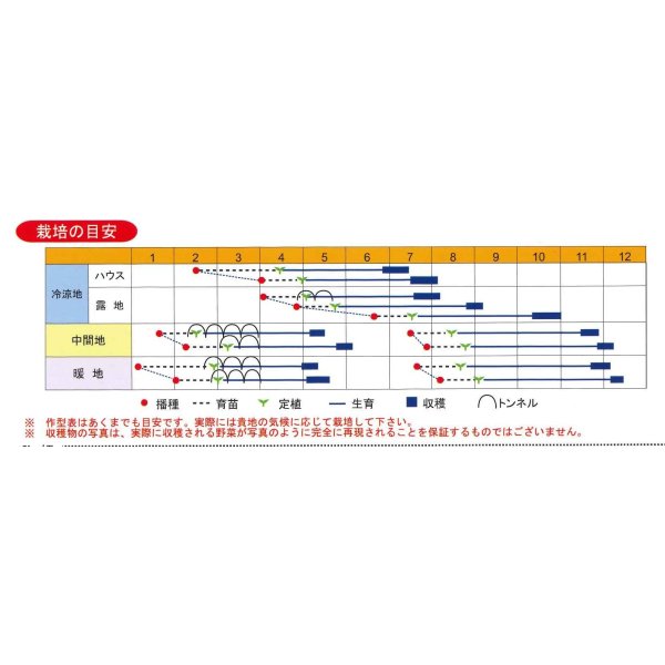 画像4: 送料無料　[カリフラワー]　ネオ・スパイラル　コート1000粒　渡辺農事（株） (4)