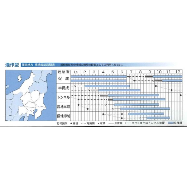 画像5: 送料無料 [なす] PC筑陽 100粒 タキイ種苗(株) (5)